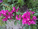 DSC08936