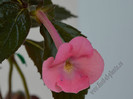 Achimenes Simbirochka