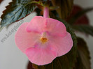 Achimenes Simbirochka