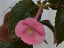 Achimenes Simbirochka