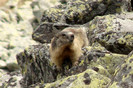 Retezat- marmota