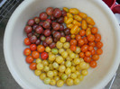 Cherry diferite culori