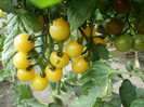 P7294896