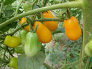 P7315154