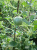 P8035252