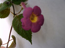 IMAG0006