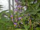 Solanum dulcamara (2012, Aug.07)