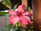 Mandevilla Summer Bell Red (`12, Aug.07)