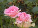 Rose Pink Peace (2012, August 05)