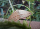 Striped moth, 07aug2012