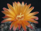 Parodia mairanana