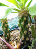 Euphorbia sp. Africa de vest