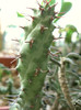 Euphorbia sp. Cape Guardafui