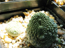 pseudolithops mirgiurtinus