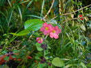 DSCN0181
