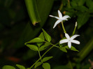 DSCN0222