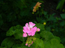 DSCN0230