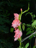 DSCN0237