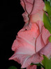 DSCN0238