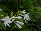 DSCN0244