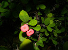 DSCN0252