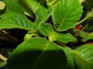 DSCN0264