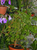 DSCN0272