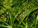 DSCN0284