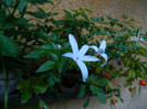 DSCN0287