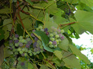 DSCN0290
