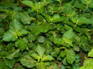 DSCN0294