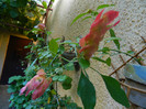 DSCN0296