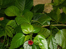 DSCN0297