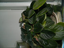 DSCN0299