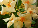 Angiollo Pucci