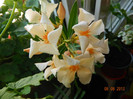 Acelasi Angiollo Pucci