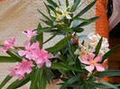 DSCN1389