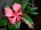 Hibiscus Andersonii