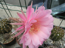 imperialis - floare 2