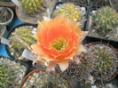 Echinopsis aurea - floare 24.07