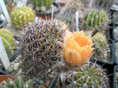 Echinopsis aurea - 08.08