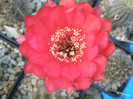 Wild Red Berry - centrul florii