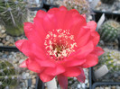 Wild Red Berry - floare 3