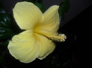 Hibiscus Senegal