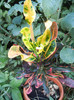 Croton Curly Boy (2012, Aug.09)