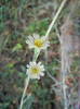 Lactuca serriola (2012, August 09)