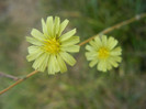 Lactuca serriola (2012, August 09)