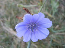 Cichorium intybus (2012, Aug.09)