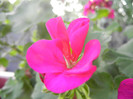 Bright Odette Geranium (2012, Aug.09)