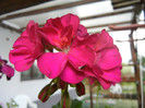 Bright Odette Geranium (2012, Aug.09)